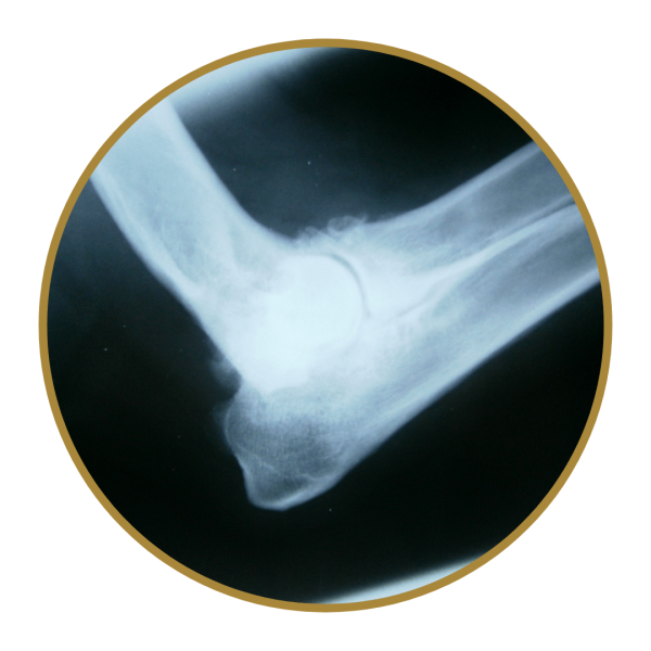 Canine Arthritis Management Photo 1