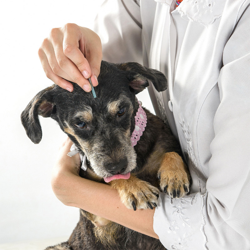 The top five benefits of acupuncture for dogs and cats
