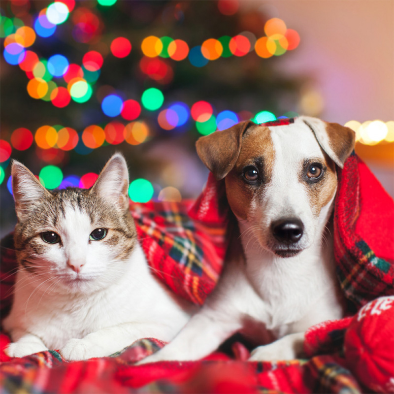 How to look after your pet at Christmas