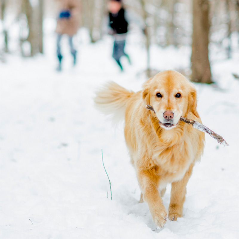 How cold weather can affect your dog