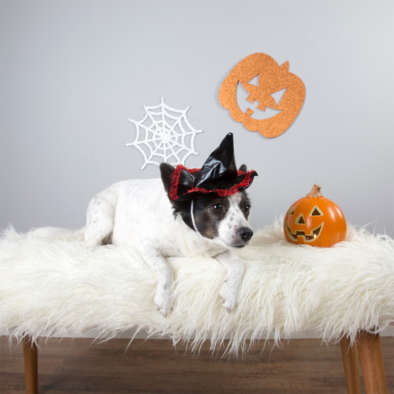 Halloween safety tips for pets