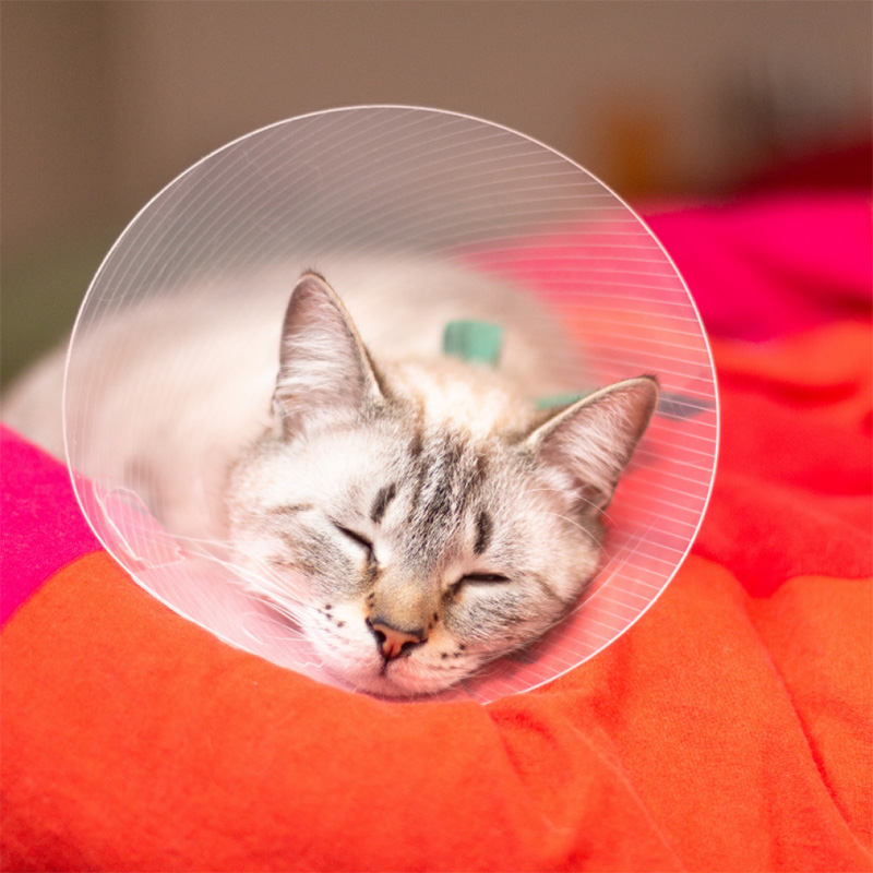 Ways to speed up your pet’s healing time after surgery
