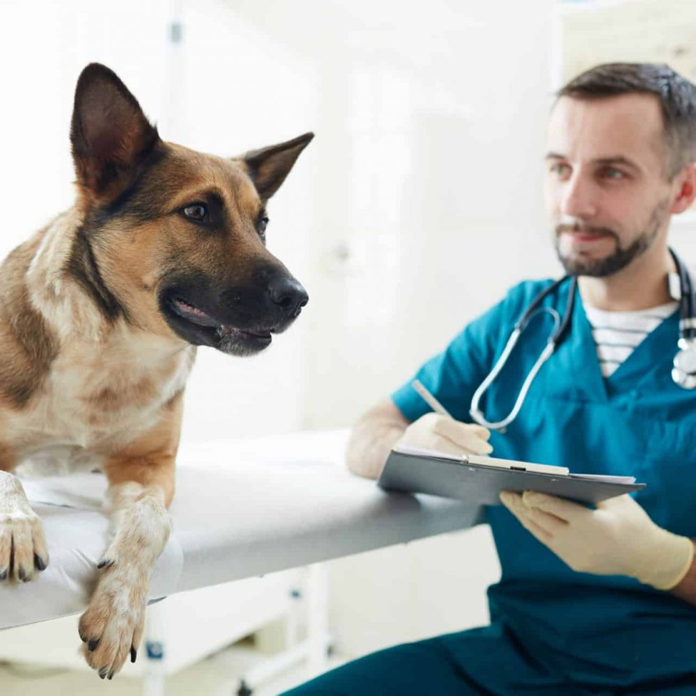 Stem Cell Therapy in Dogs