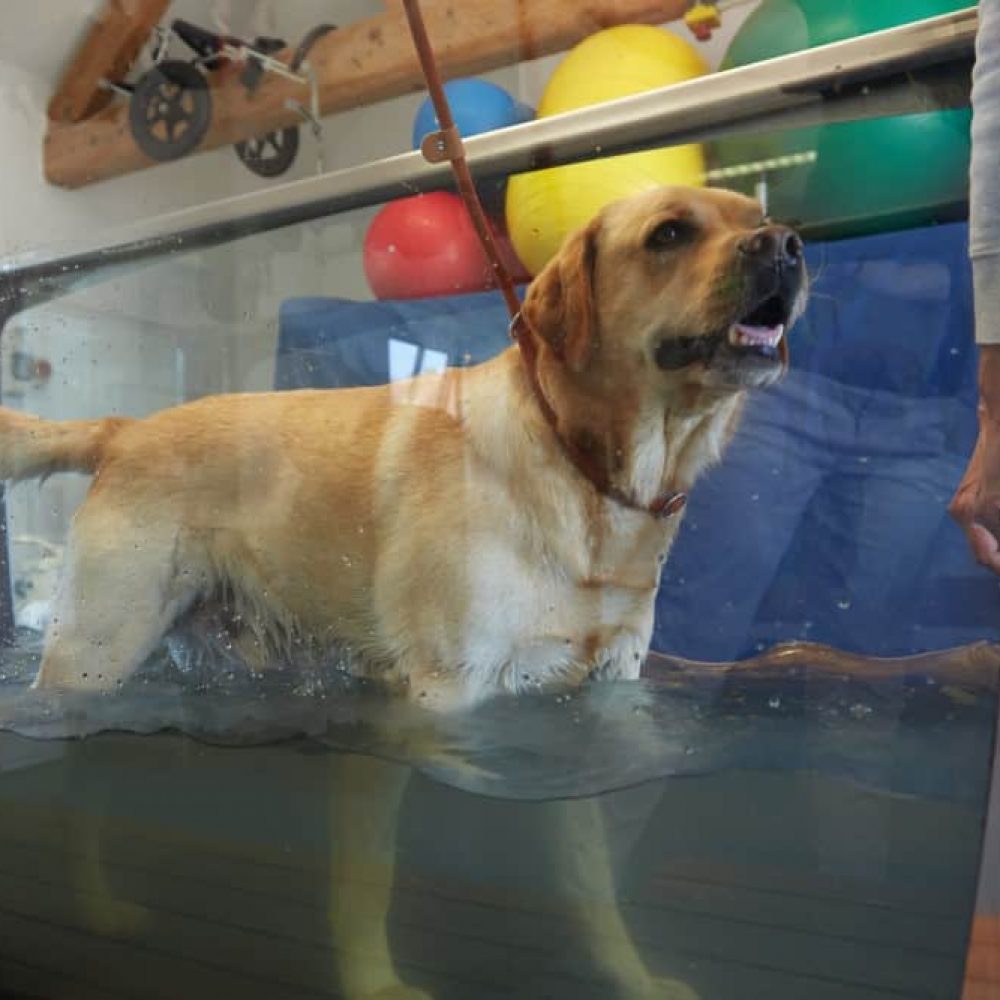 The benefits of an underwater treadmill for dogs