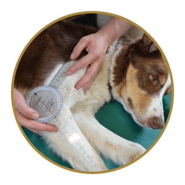 Dog elbow dysplasia natural treatment online