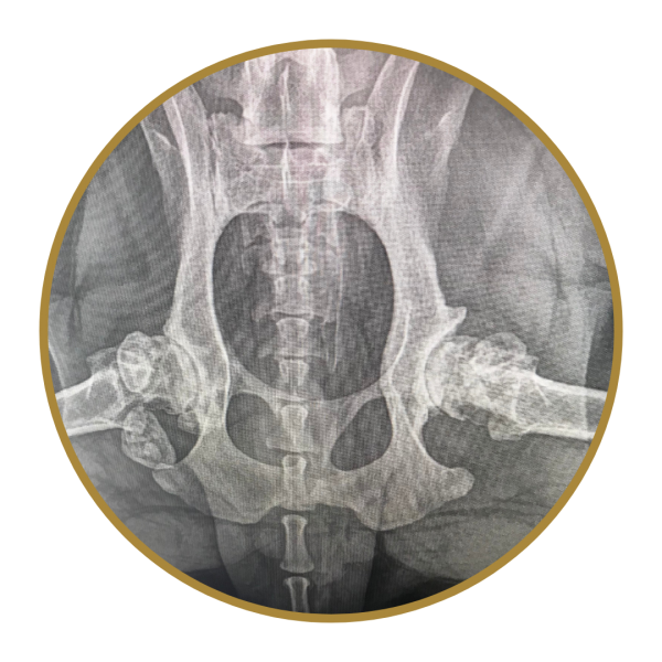 Physiotherapy for dogs discount with hip dysplasia