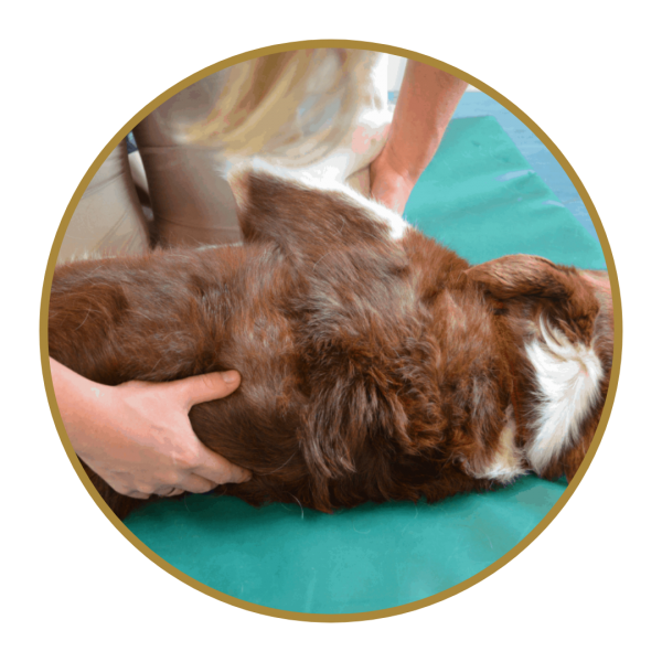 Dog Receiving Manual Therapy Photo 1