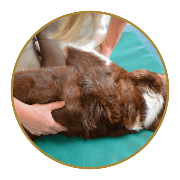 what is canine massage therapy