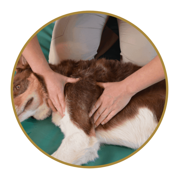 Dog Receiving Manual Therapy Photo 2