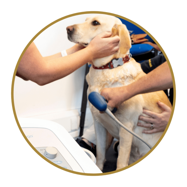 Shock Wave Therapy for Dogs Photo 1